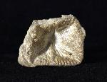 Goniophyllum pyramidale (HISINGER 1831) - Bild © FossNet FossilienStore